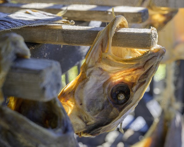 Dried fish