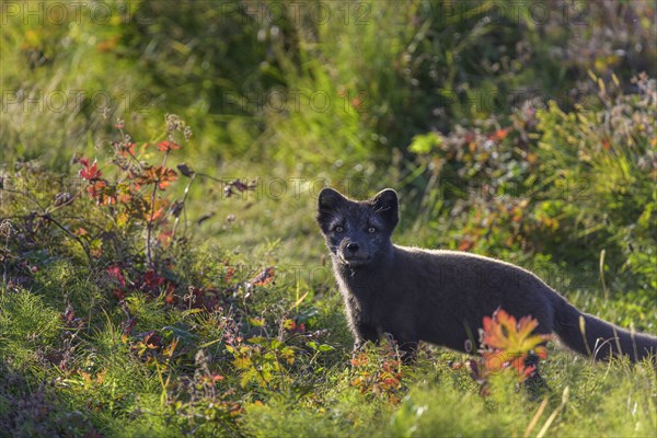 Arctic fox (Vulpes lagopus) or ice fox