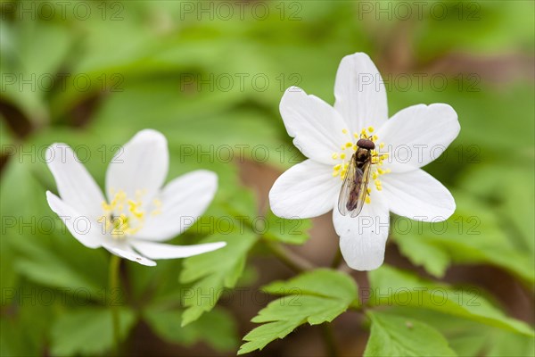 Wood anemone (Anemone nemorosa)