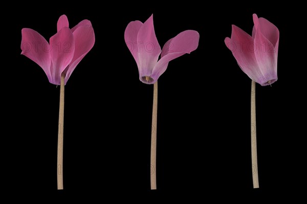 Room alpine violet (Cyclamen persicum hybrid) eastern Mediterranean