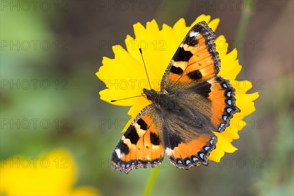 Small tortoiseshell (Aglais urticae)