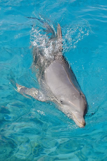 Bottlenose dolphin (Tursiops truncatus) in lagoon
