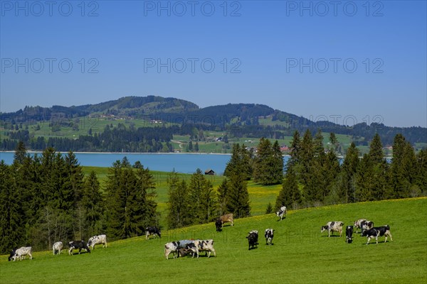 Forggensee from Hegratsried