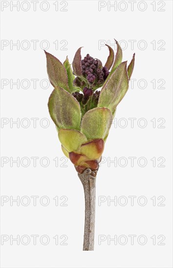 Common Lilac (Syringa vulgaris)