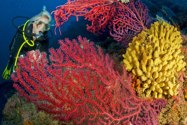 Diver looking at colour changing Violescent sea-whip (Paramuricea clavata)