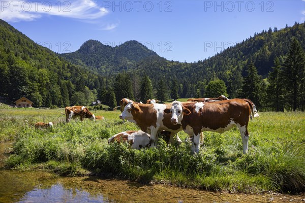 Herd of cows on the mountain pasture at Moosalm near Schwarzensee