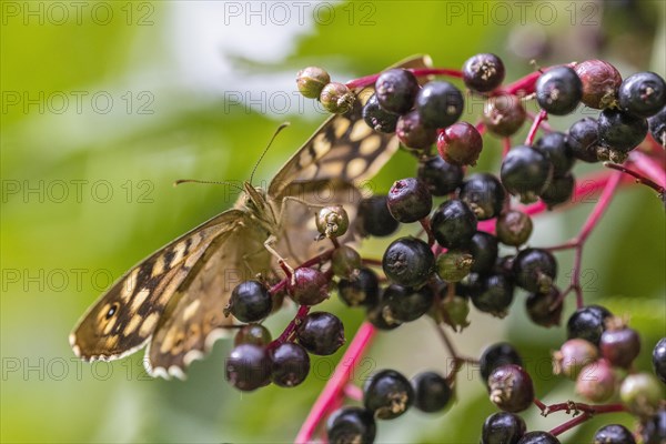 Speckled wood (Pararge aegeria) on elderberry