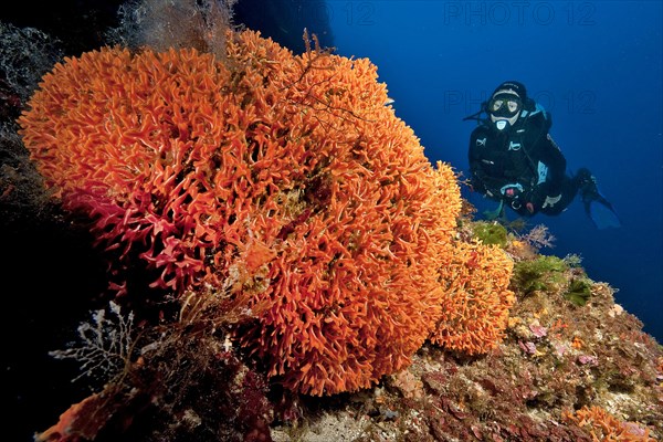 Diver looking at a colony of dulse (Palmaria palmata)