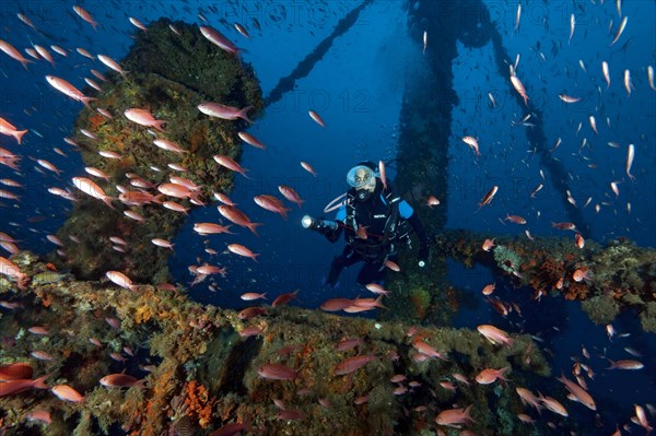 Diver looking at Mediterranean Basselet (Anthias anthias) over shipwreck