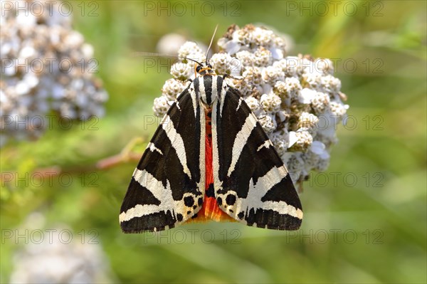 Jersey tiger (Euplagia quadripunctaria) on Common yarrow (Achillea millefolium)