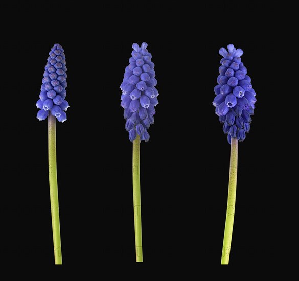 Armenian Grape hyacinth (Muscari armeniacum)