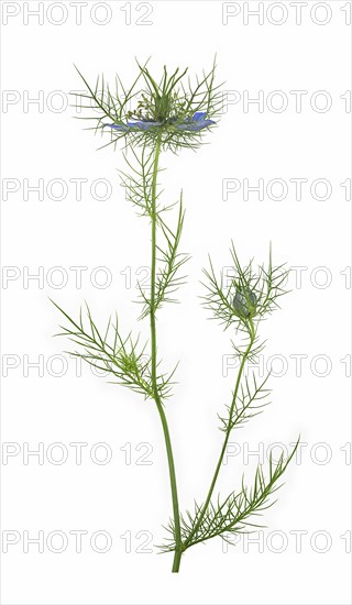 Love in a mist (Nigella damascena)