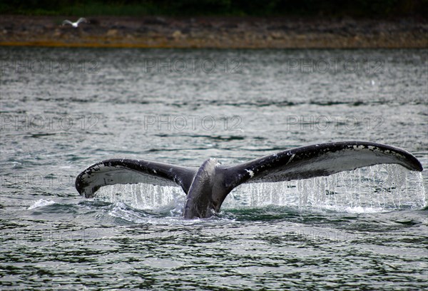 Diving humpback whale