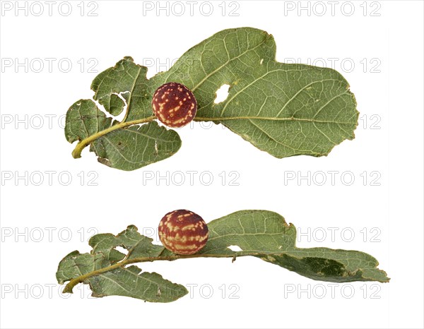 Striped oak gall wasp (Cynips longiventris)