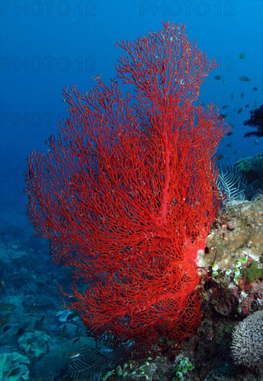 Red Sea fan (Gorgonacea)