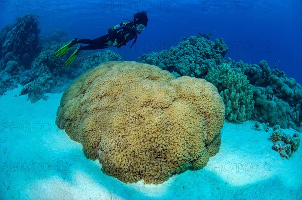 Diver looking at coral block with giant anthelia (Anthelia glauca)