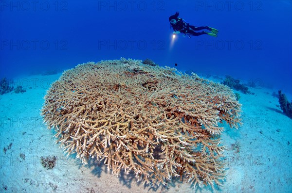 Diver looking at a colony of staghorn coral (Acropora microphthalma)