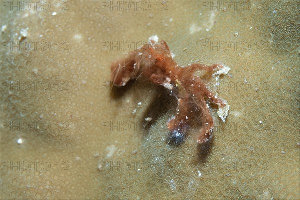 Orang utan crab (Achaeus japonicus) sitting on stone coral (Porites)