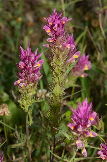 Field Cow-wheat (Melampyrum arvense)