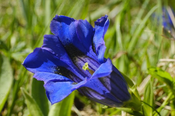 Flowering Gentian (Gentiana)