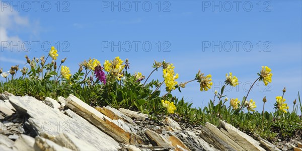 Alpine woundwort (Anthyllis vulnevaria subsp. alpestris)