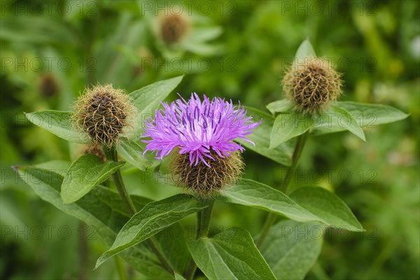 Flower of the perennial cornflower (Centaurea montana)