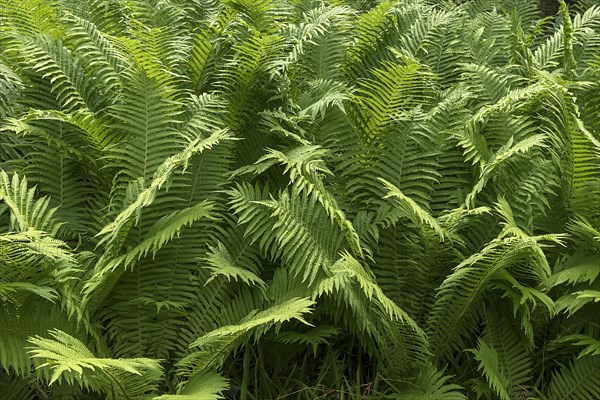 Ostrich Fern (Matteuccia struthiopteris)