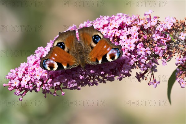 European peacock (Aglais io) on summer lilac (Buddleja davidii) or butterfly bush