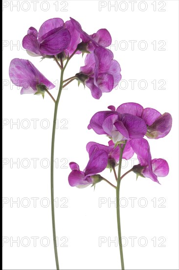 Flowers of a Vetch (Vicia) on a white background