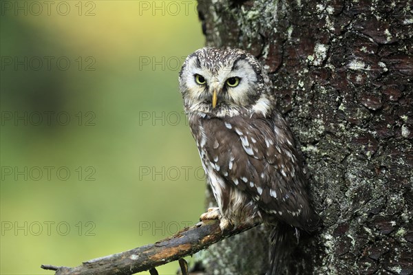 Tengmalm's owl (Aegolius funereus)