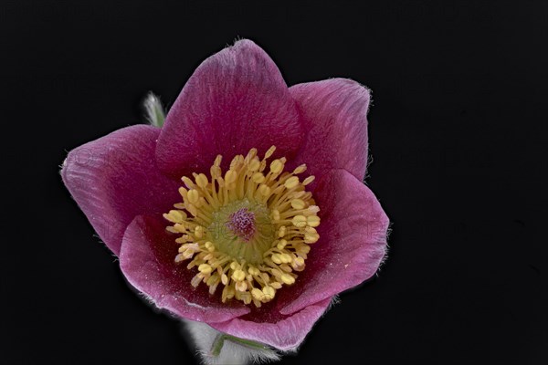 Pasque flower (Pulsatilla vulgaris)