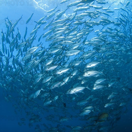 Shoal of Bigeye trevallies (Caranx sexfasciatus) forming gyre