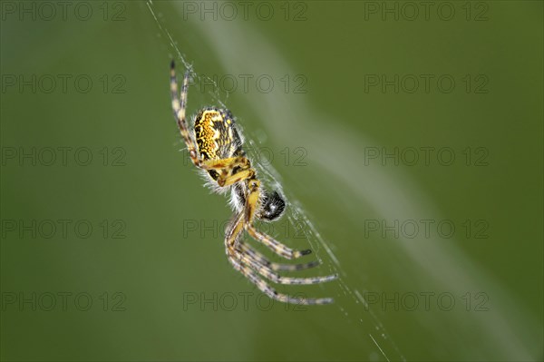 Oak spider (Aculepeira ceropegia)