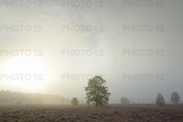 Heathland