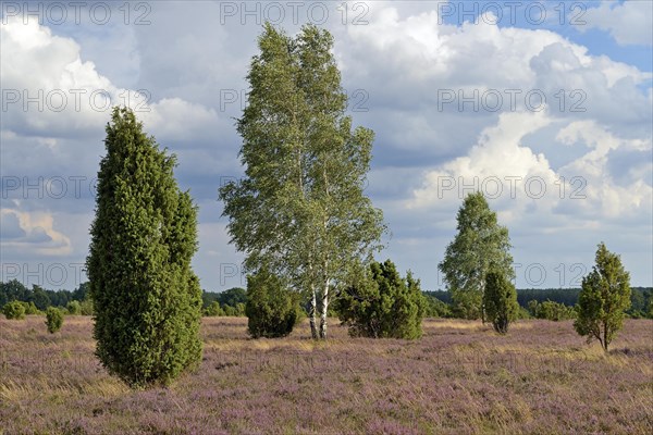 Heathland