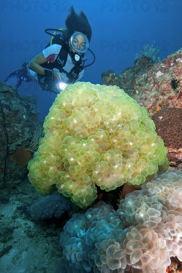 Diver looking at and illuminating Bubble Coral (Plerogyra sinuosa)