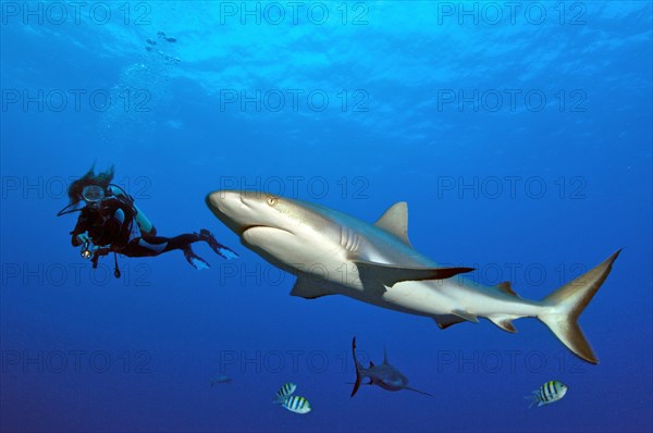 Diver looking at and swimming next to Grey reef shark (Carcharhinus amblyrhynchos)
