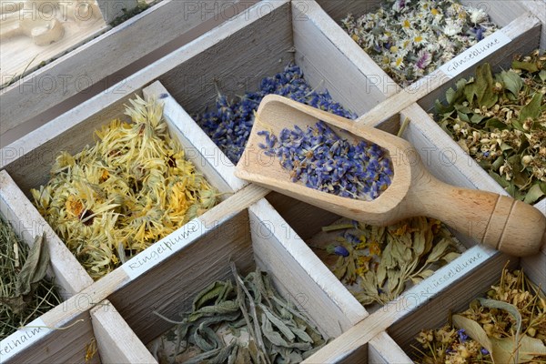 Various dried plants in wooden box with wooden shovel