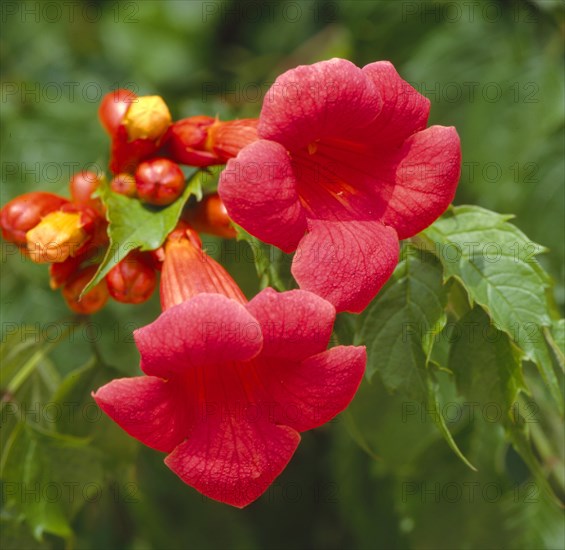 Climbing plant