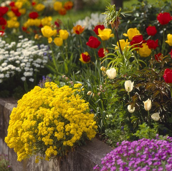 Basket of gold (Alyssum saxatile)