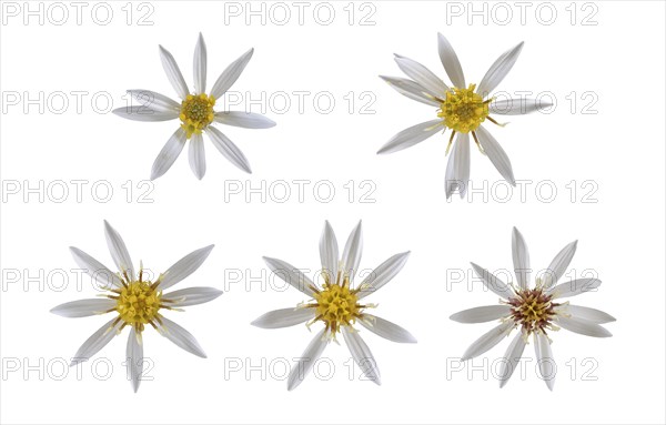 White wood aster (Eurybia divaricata)