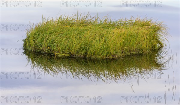 Grass island with reflection in a lake
