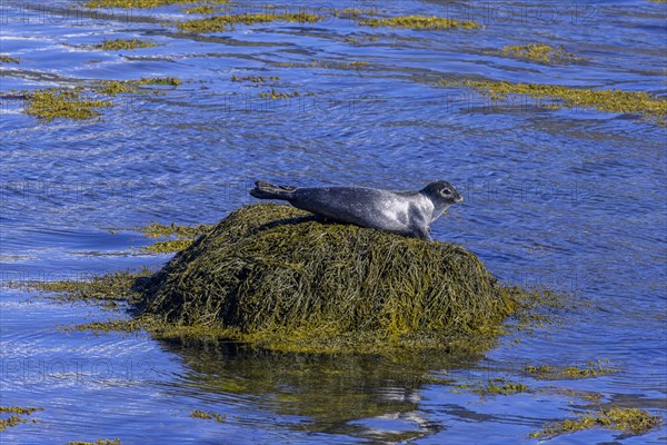 Harbor seal (Phoca vitulina)