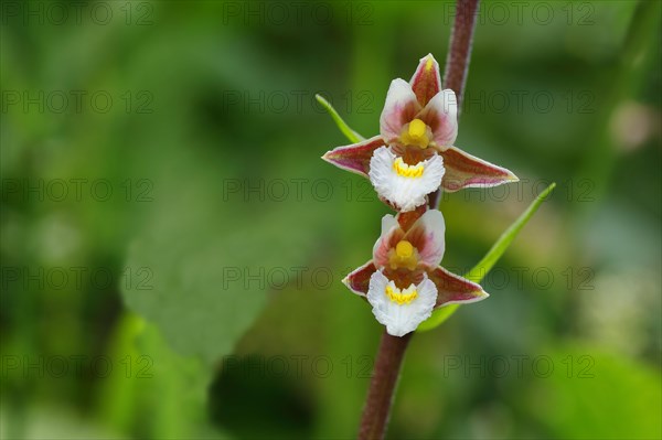 Marsh Helleborine (Epipactis palustris)