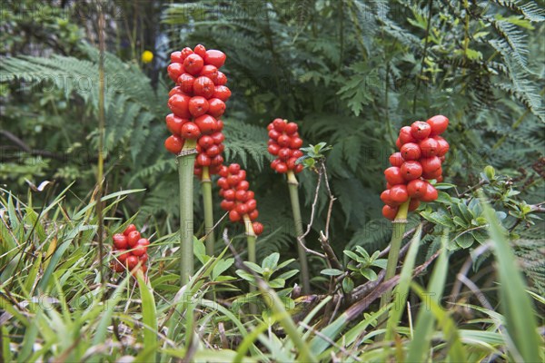 Common arum (Arum maculatum)