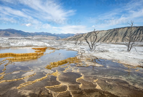 Dead trees on sinter terraces