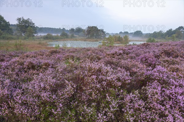 Common Heather (Calluna vulgaris) in the morning mist