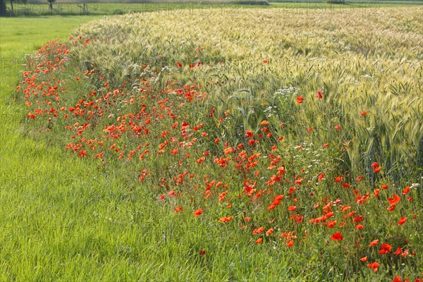 Cereal field with poppies
