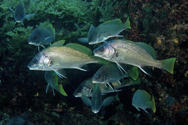 Shoal of Brown meagre (Sciaena umbra) hiding in cave