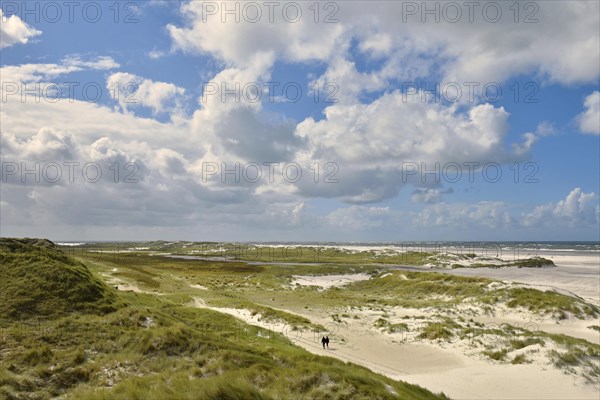 Foredunes on broad Kniepsand